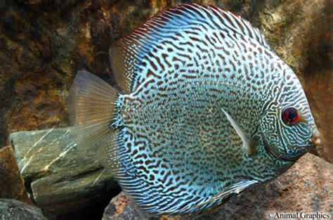 Snakeskin Discus Fish For Sale At Since 1987