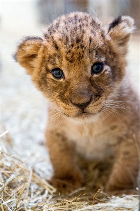 Help Name Indianapolis Zoos Lion Cub Trio Cute Baby Animals Baby