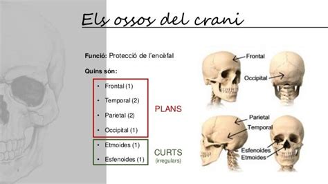 S3 G1 El Crani