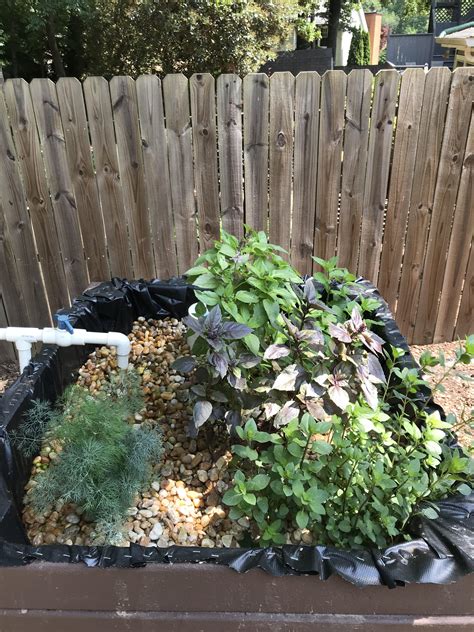 My Aquaponic Herb Garden Rgardening