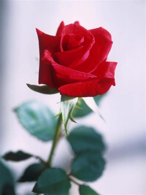 Eight Beautiful Red Roses Hgtv