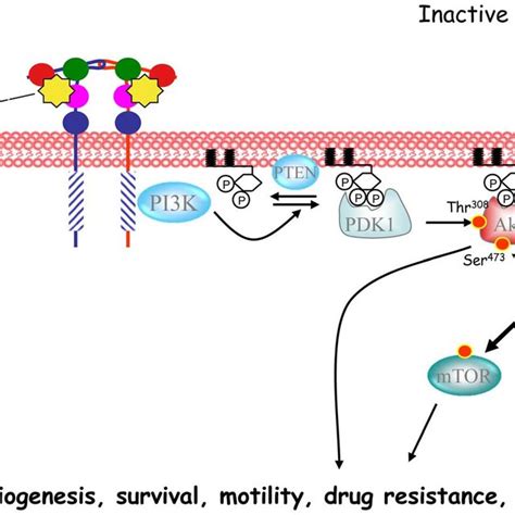 Schematic Representation Of The Pi3kmtor Pathway Download