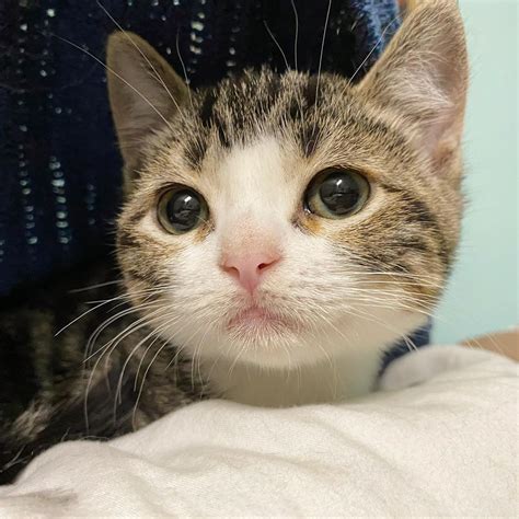 Mini Cat Town Kitten Rescue On Instagram “tiny Tina Also Wanted To Say
