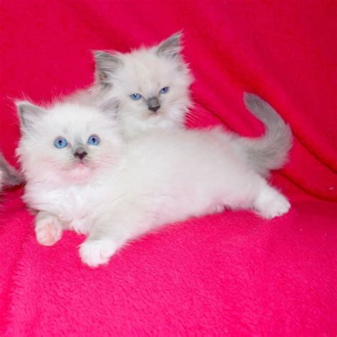 55 Best Pictures Ragdoll Kittens For Sale Seattle Ragdoll Kittens