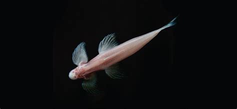 Strange Newly Discovered Cavefish Can Walk Up Cave Walls Slashgear