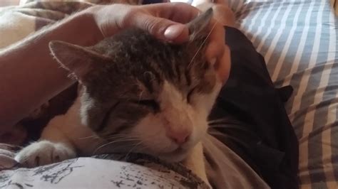 My Cat Return Home After 4 Months And Enjoy His First Massage Youtube