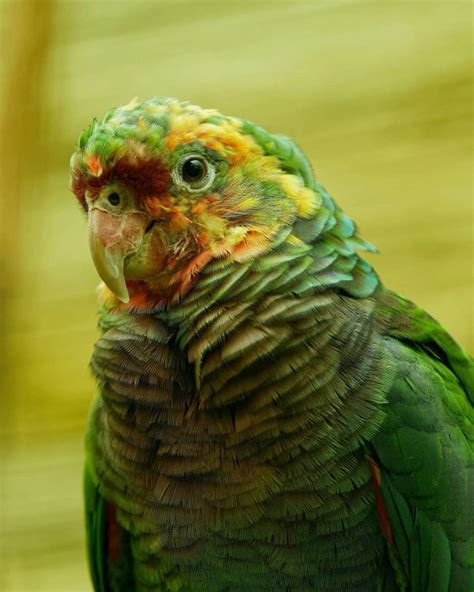 Bella Vinaceous Breasted Amazon For Sale All Parrots Fertile Eggs