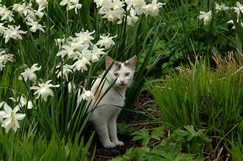 Oils like citronella, lavender, peppermint. Cat Repellent: How To Keep Cats Out Of The Yard | Plants ...
