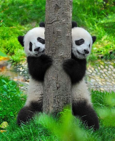 Panda Velká Erbovní Zvíře Ohrožené Přírody 1001 Zahraniční Zajímavost