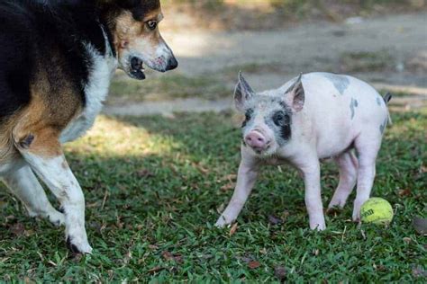 How Pigs Get Along With Other Species The Open Sanctuary Project