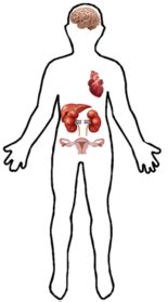 Each organ has a specific role which contributes to the overall wellbeing of the human body. EHD3 - Wikipedia