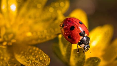 Animal Ladybug 4k Ultra Hd Wallpaper