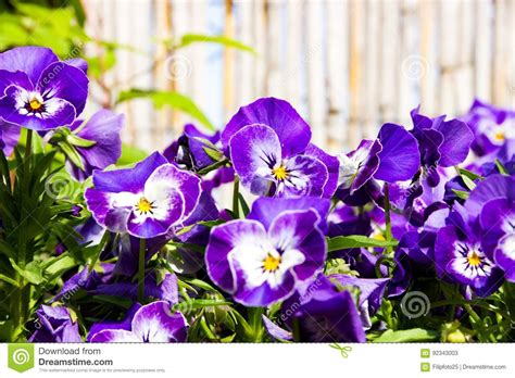 Pansies Blooms Stock Image Image Of Background Arrangement 92343003