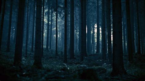 Dark Forest Dark Ambient Creepy Horror Windy Stalker