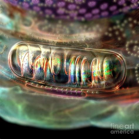 Mitochondrion Photograph By Russell Kightleyscience Photo Library