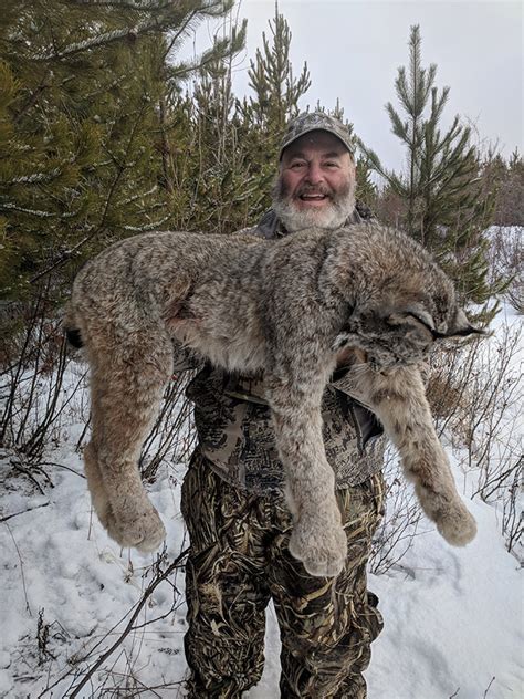 Bc Moose Hunting Black Bear Cougar Lynx Hunts Guided Bc Hunting With