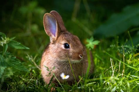 7 Ways: How to Get Rid of Rabbits From Your Yard - A-Z Animals