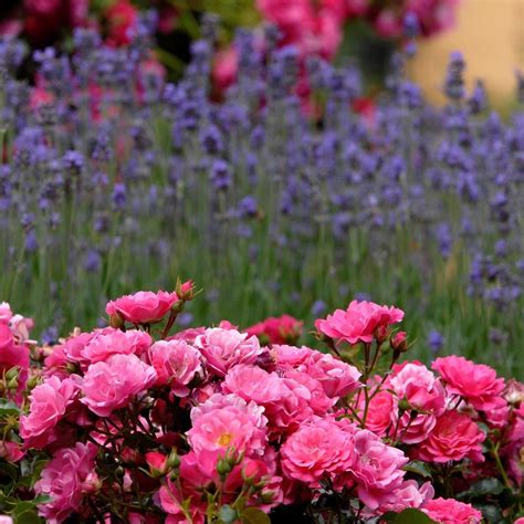 Flower Carpet Rose Pink Easy To Grow Bulbs