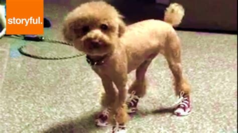 Funny Dog Tries To Walk In Baby Shoes Storyful Dogs Youtube