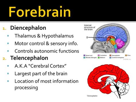 The cerebrum is the largest part of the brain, accounting for 85 percent of the organ's weight. PPT - Anatomy of the Brain & Spinal Cord PowerPoint ...