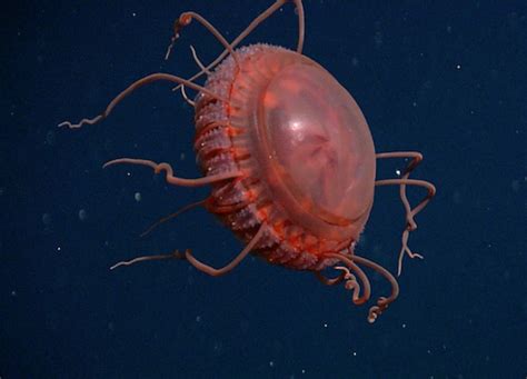 Strange New Deep Sea Jellyfish Species Discovered Off California
