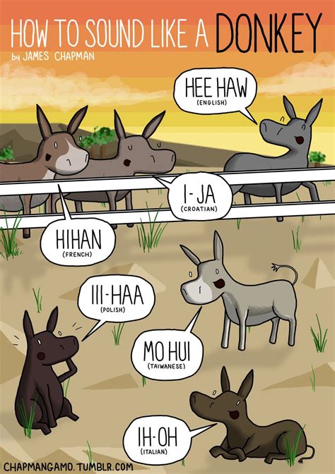 Sounds Donkeys Make In Different Languages Bilingual Kidspot