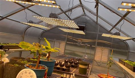 How To Use Led Grow Lights For Indoor Plants