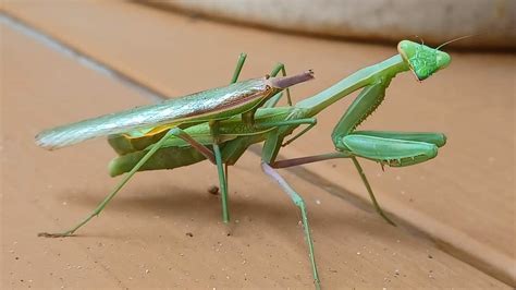 This Is What Happens To Male Praying Mantis After Mating R