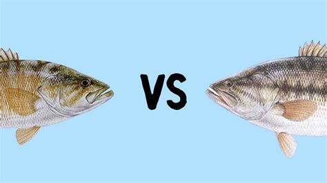 Smallmouth Bass Vs Largemouth Bass What Is The Difference