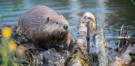 How Beavers Could Save Britain From Flooding Ageas