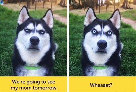 Dogs With Funny Facial Expressions Dogexpress