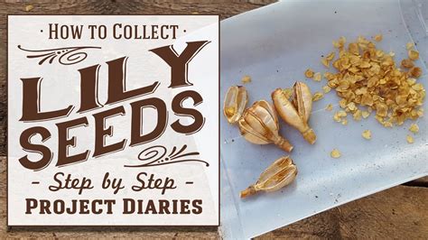 How To Collect Lily Seeds A Complete Step By Step Guide Youtube