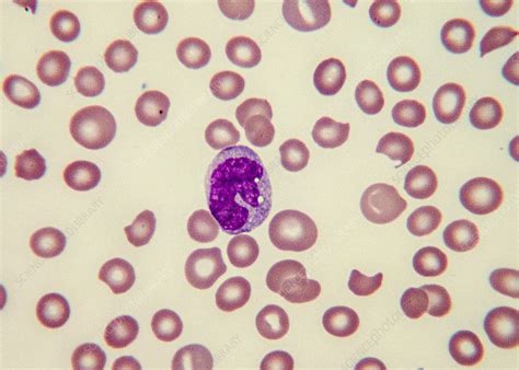 Monocyte Lm Stock Image C0435169 Science Photo Library
