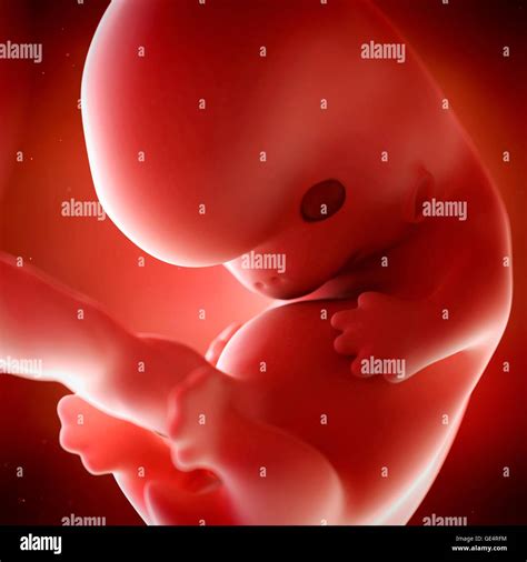 Human Fetus Age 8 Weeks Illustration Stock Photo Alamy