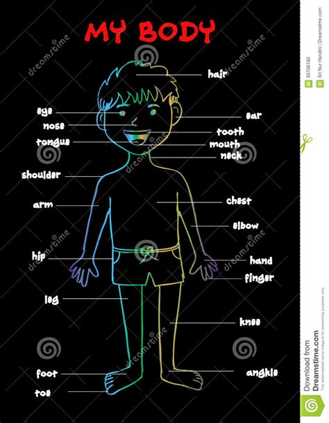My Body Educational Info Graphic Chart For Kids Stock