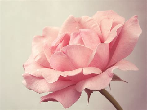 Pink Rose Facebook Twitter Photo Effects I Flickr