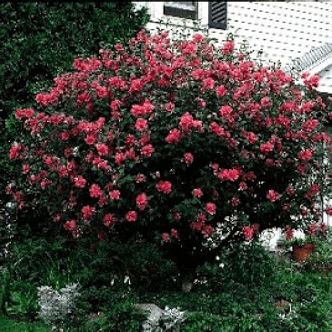 Red Rose Of Sharon Rose Of Sharon Tree Rose Of Sharon Rose Trees