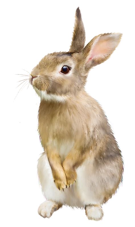 A Brown And White Rabbit Sitting On Its Hind Legs