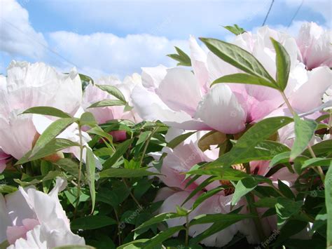 pivoine arbustive paeonia suffruticosa dans le parc tête d une fleur de pivoine rose pâle