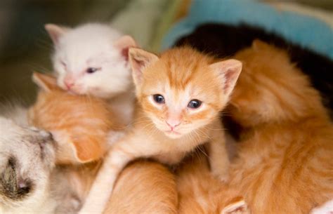 How To Care For A 6 Week Old Kitten Wholesale Dealer Save 59 Nacbr