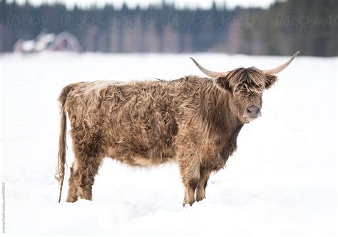 Highland Cattle In Winter By Stocksy Contributor Andreas Gradin