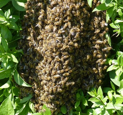 So wird dein garten insektenfreundlich. Bienenschwarm im Garten? (Biologie, Bienen, Imker)