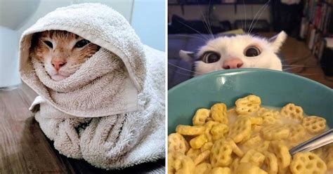 23 warm photos that show why we love cats so much