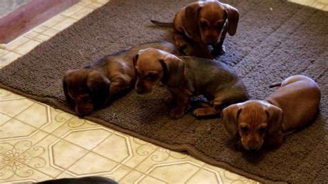 Miniature dachshund puppies available for deposit! Mini Dachshund Puppies For Sale - YouTube