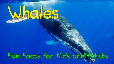 Amazing Facts About Whales Fun Facts For Kids And Adults