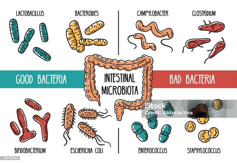 Ilustración De Infografía Vectorial De La Microbiota Intestinal Humana