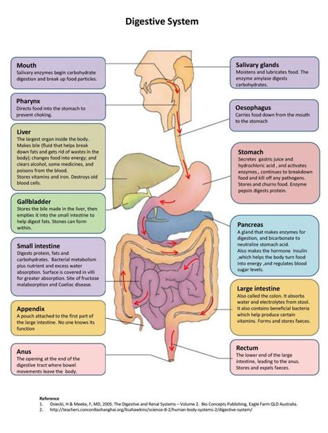 10 The Digestive System Diagram And Functions Digestive Anatomyd
