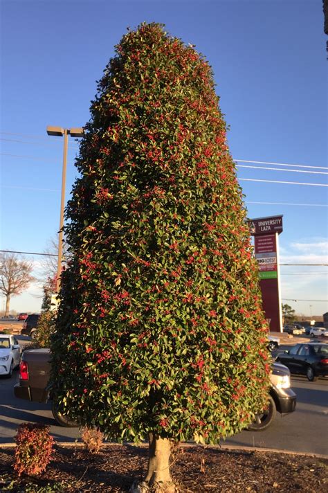 Ilex X Attenuata Fosteri Fosters Holly North Carolina Extension