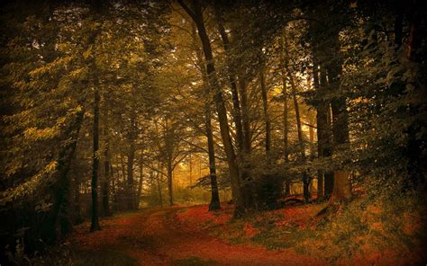 Landscapes Nature Forests Woods Trees Autumn Fall Seasons Wallpaper