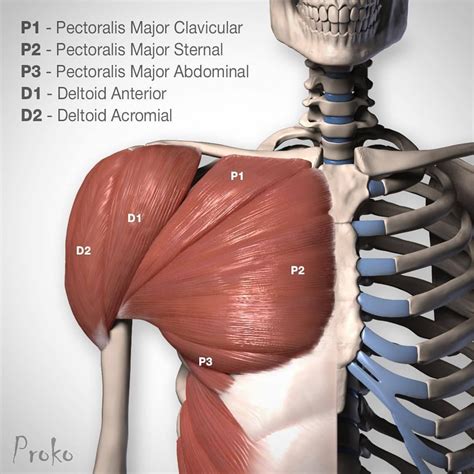 Portions Of The Pectoralis Major And Deltoid Watch The Draw Daftsex Hd